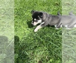 Small Photo #9 Alaskan Klee Kai Puppy For Sale in SAUGERTIES, NY, USA