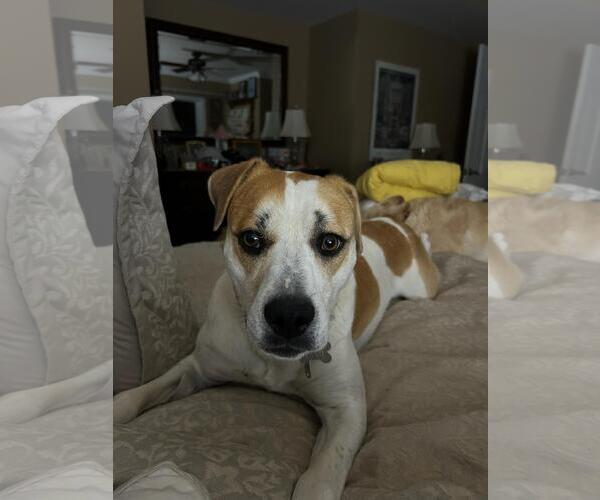 Medium Photo #16 Labrador Retriever-Unknown Mix Puppy For Sale in Holly Springs, NC, USA