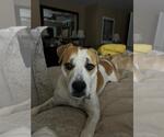 Small #15 Labrador Retriever Mix