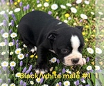 Small #6 Boston Terrier