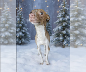 Chihuahua-Unknown Mix Dogs for adoption in Cranston, RI, USA