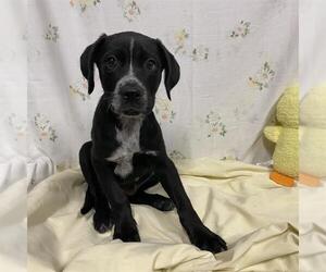 Mutt Dogs for adoption in Modesto, CA, USA