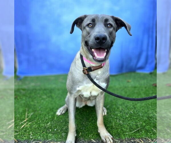 Medium Photo #1 German Shepherd Dog-Mastiff Mix Puppy For Sale in Long Beach, CA, USA