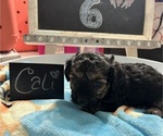 Small Photo #6 YorkiePoo Puppy For Sale in MONTGOMERY VILLAGE, MD, USA