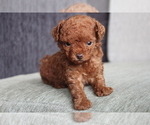 Small Photo #4 Poodle (Toy) Puppy For Sale in MIAMI, FL, USA