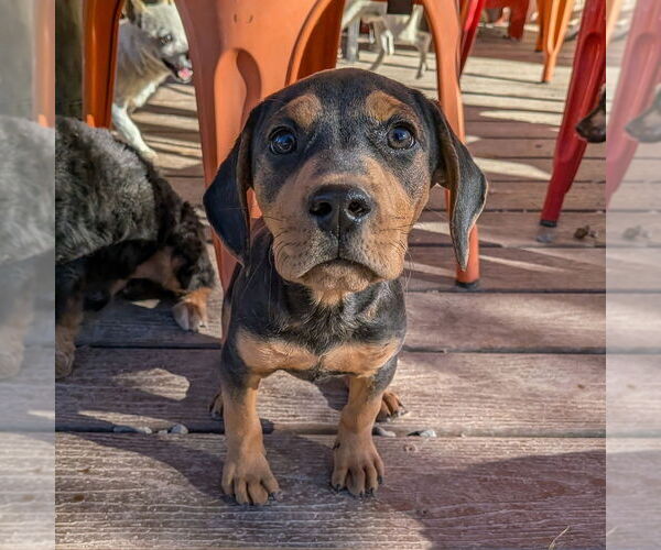 Medium Photo #7 Mutt Puppy For Sale in Vail, AZ, USA