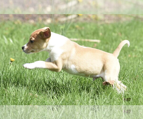 Medium Photo #2 Australian Shepherd-Chihuahua Mix Puppy For Sale in Mechanicsburg, PA, USA