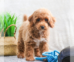 Small Photo #13 Poodle (Toy) Puppy For Sale in SYRACUSE, IN, USA