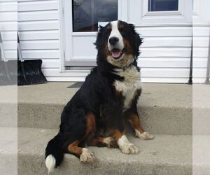 Mother of the Bernese Mountain Dog puppies born on 01/20/2024