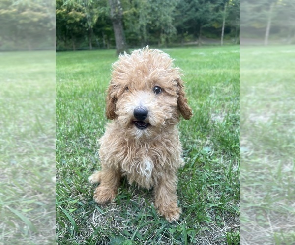 Medium Photo #6 Poodle (Miniature) Puppy For Sale in DURHAM, CT, USA
