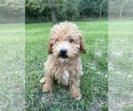 Small Photo #6 Poodle (Miniature) Puppy For Sale in DURHAM, CT, USA