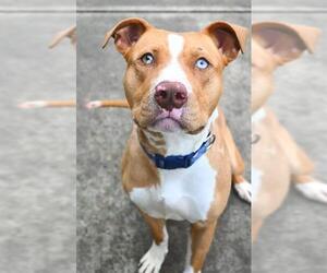 Mutt Dogs for adoption in Sacramento, CA, USA