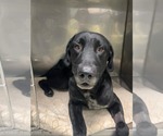 Small #5 Great Dane-Labrador Retriever Mix