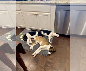Remi (Bambi) Lonestar - Female Great Pyrenees-Unknown Mix Dog for Adoption - Photo #5