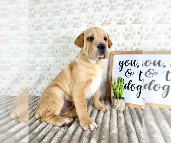 Medium Photo #2 Cocker-Pei Puppy For Sale in GREENFIELD, IN, USA