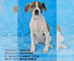 Mutt Dogs for adoption in pomfret, CT, USA