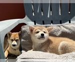 Small #1 Shiba Inu