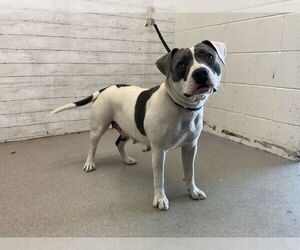 American Pit Bull Terrier Dogs for adoption in San Bernardino, CA, USA