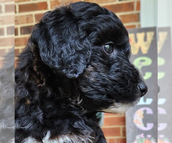 Medium Photo #8 Aussiedoodle Puppy For Sale in COLUMBIA, TN, USA