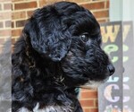 Small #7 Aussiedoodle