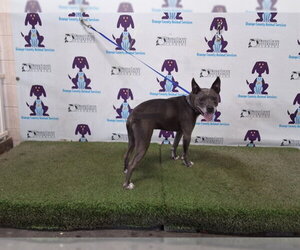 Mutt Dogs for adoption in Orlando, FL, USA