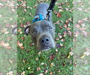 Mutt Dogs for adoption in Crete, IL, USA