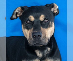 American Pit Bull Terrier-German Shepherd Dog Mix Dogs for adoption in Pasadena, CA, USA
