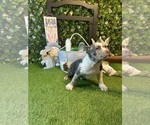 Small #6 American Bully