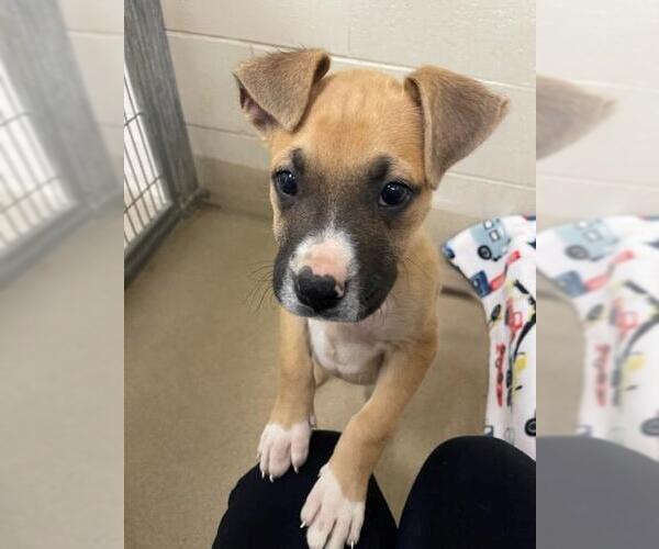Medium Photo #1 Bullboxer Pit Puppy For Sale in Santa Maria, CA, USA