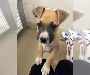 Bullboxer Pit Dogs for adoption in Santa Maria, CA, USA