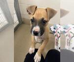 Small Bullboxer Pit