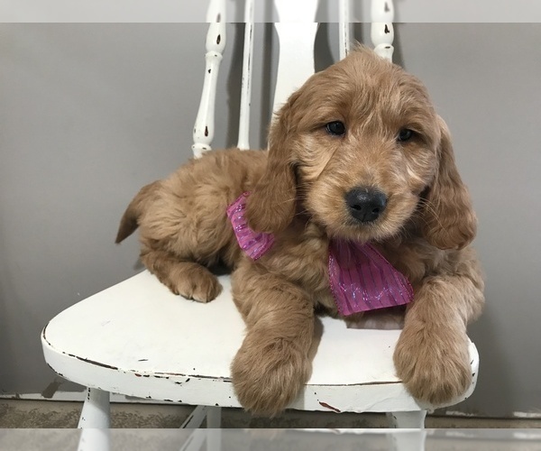 Medium Photo #2 Goldendoodle Puppy For Sale in WOODBURN, IN, USA