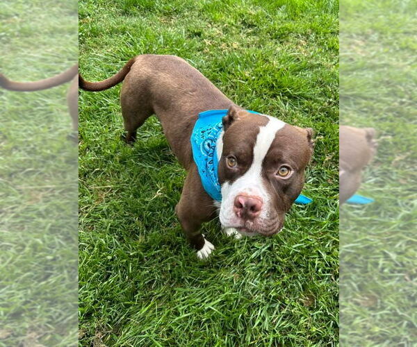 Medium Photo #4 American Pit Bull Terrier-Unknown Mix Puppy For Sale in Redlands, CA, USA