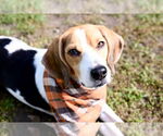 Small #4 Beagle