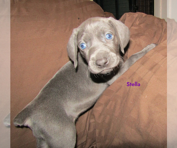 Medium Photo #4 Weimaraner Puppy For Sale in LAS ANIMAS, CO, USA