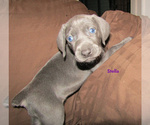Small #3 Weimaraner