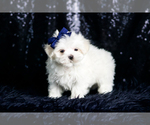 Puppy Yogurt AKC Maltese
