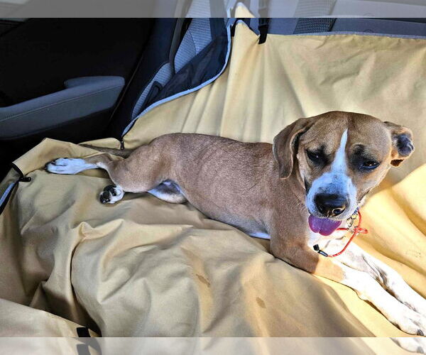 Medium Photo #3 Mutt Puppy For Sale in Shelburne, VT, USA