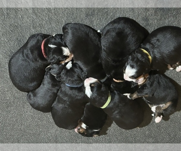 Medium Photo #1 Bernese Mountain Dog Puppy For Sale in SALISBURY, NC, USA