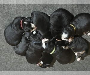 Bernese Mountain Dog Litter for sale in SALISBURY, NC, USA