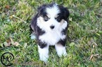 Small Photo #8 Miniature Australian Shepherd Puppy For Sale in OAKLEY, KS, USA