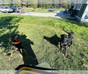 Father of the Rottweiler puppies born on 09/16/2025