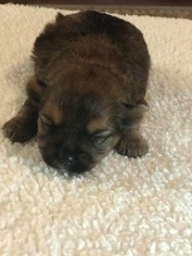 Shorkie Tzu Puppy for sale in CLAY CITY, KY, USA