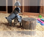 Small #6 Australian Cattle Dog