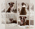 Puppy AS 14 Boston Terrier