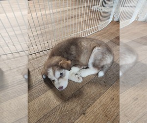 Australian Shepherd-Siberian Husky Mix Puppy for sale in ATTICA, NY, USA
