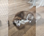 Small Australian Shepherd-Siberian Husky Mix