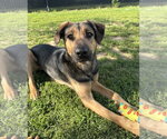 Small #17 Rottweiler-Siberian Husky Mix