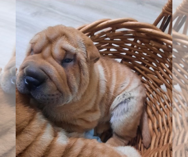 Medium Photo #6 Chinese Shar-Pei Puppy For Sale in SOMERSET, KY, USA