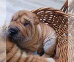 Small #5 Chinese Shar-Pei